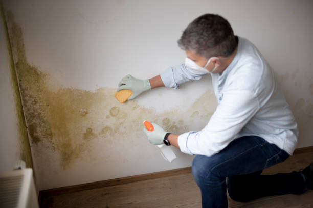 Mold Remediation for Vacation Homes in Kitsap Lake, WA