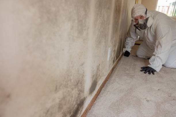 Best Mold Remediation for Vacation Homes  in Kitsap Lake, WA